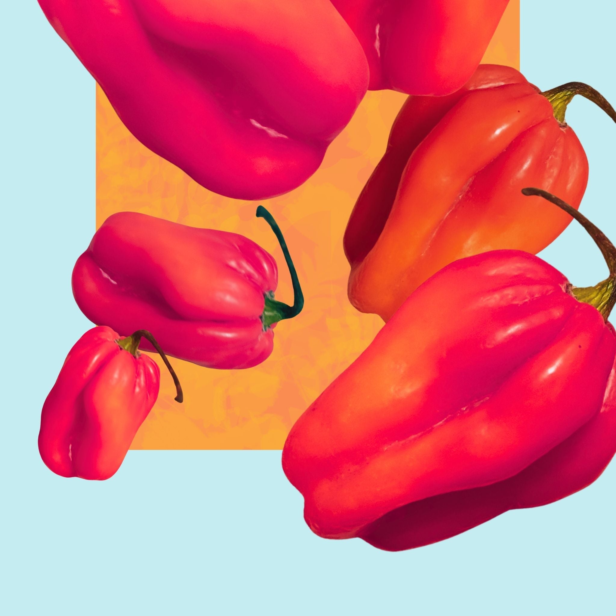 Contained Heat - Scotch Bonnet limited edition (25)