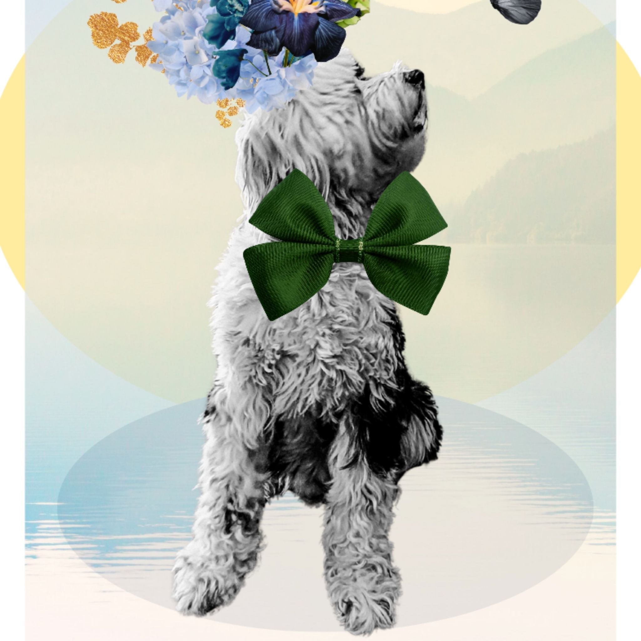 Pet Portraits